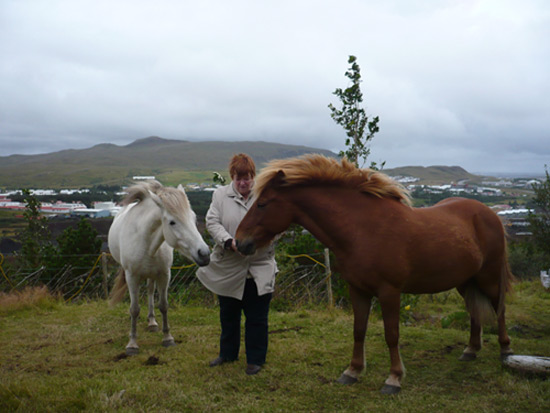 Meeting with Icelandic horses