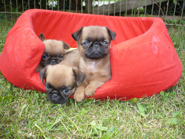 3 puppies